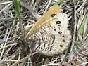 Uhler's Arctic - Hodges#4607 - photo 3