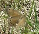 Uhler's Arctic - Hodges#4607 - photo 4