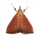 Oenobotys texanalis - Hodges#4941 - photo 2