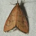 Oenobotys texanalis - Hodges#4941 - photo 3