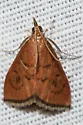 Oenobotys texanalis - Hodges#4941 - photo 4