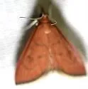 Oenobotys texanalis - Hodges#4941 - photo 5