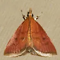 Wine-tinted Oenobotys - Hodges#4940 - photo 2