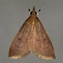 Wine-tinted Oenobotys - Hodges#4940 - photo 3