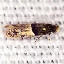 Oenoe hybromella - Hodges#0283
