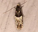 Oenoe hybromella - Hodges#0283 - photo 4