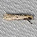 Oenoe species-three