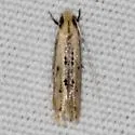 Oenoe species-three - photo 2