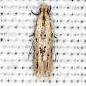 Oenoe species-three - photo 3