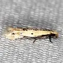 Oenoe species-three - photo 4