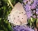 Aquamarine Hairstreak - Hodges#4294
