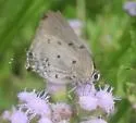 Aquamarine Hairstreak - Hodges#4294 - photo 2