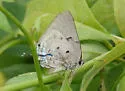 Aquamarine Hairstreak - Hodges#4294 - photo 3
