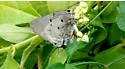 Aquamarine Hairstreak - Hodges#4294 - photo 4