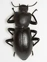 Oenopion zopheroides - photo 3
