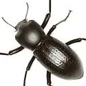 Oenopion zopheroides - photo 5