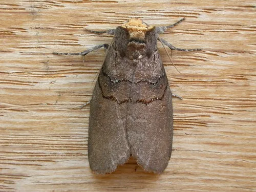 Oenosandrid Moths - Oenosandridae