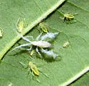 Oestlundiella flava