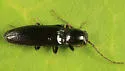 Oestodes tenuicollis - photo 2