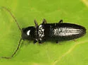Oestodes tenuicollis - photo 3
