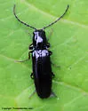 Oestodes tenuicollis - photo 4