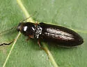 Oestodes tenuicollis - photo 5