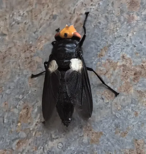 Bot Flies - Oestridae