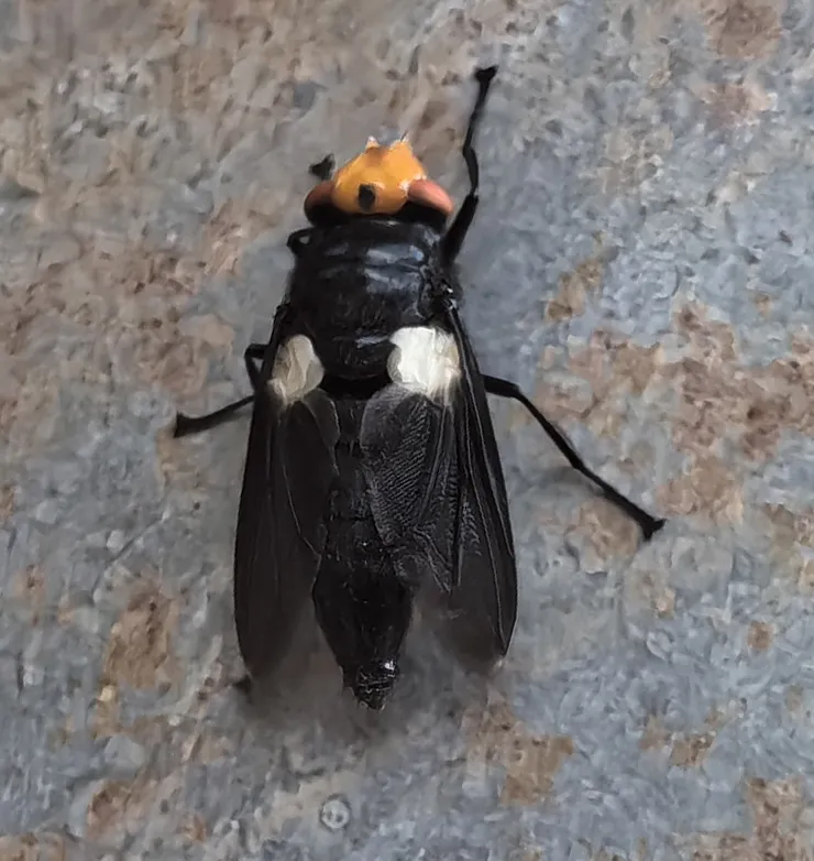 Bot Flies - photo 2
