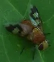 Oestrophasia calva - photo 2