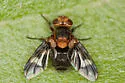 Oestrophasia clausa