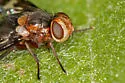 Oestrophasia clausa - photo 2