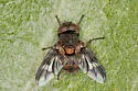 Oestrophasia clausa - photo 3