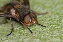 Oestrophasia clausa - photo 4