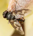 Oestrophasia clausa - photo 5