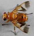 Oestrophasia signifera - Oestrophasia signifera