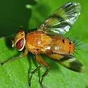 Oestrophasia signifera - photo 2