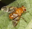 Oestrophasia signifera - photo 3