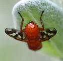 Oestrophasia signifera - photo 4