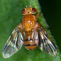 Oestrophasia signifera - photo 5