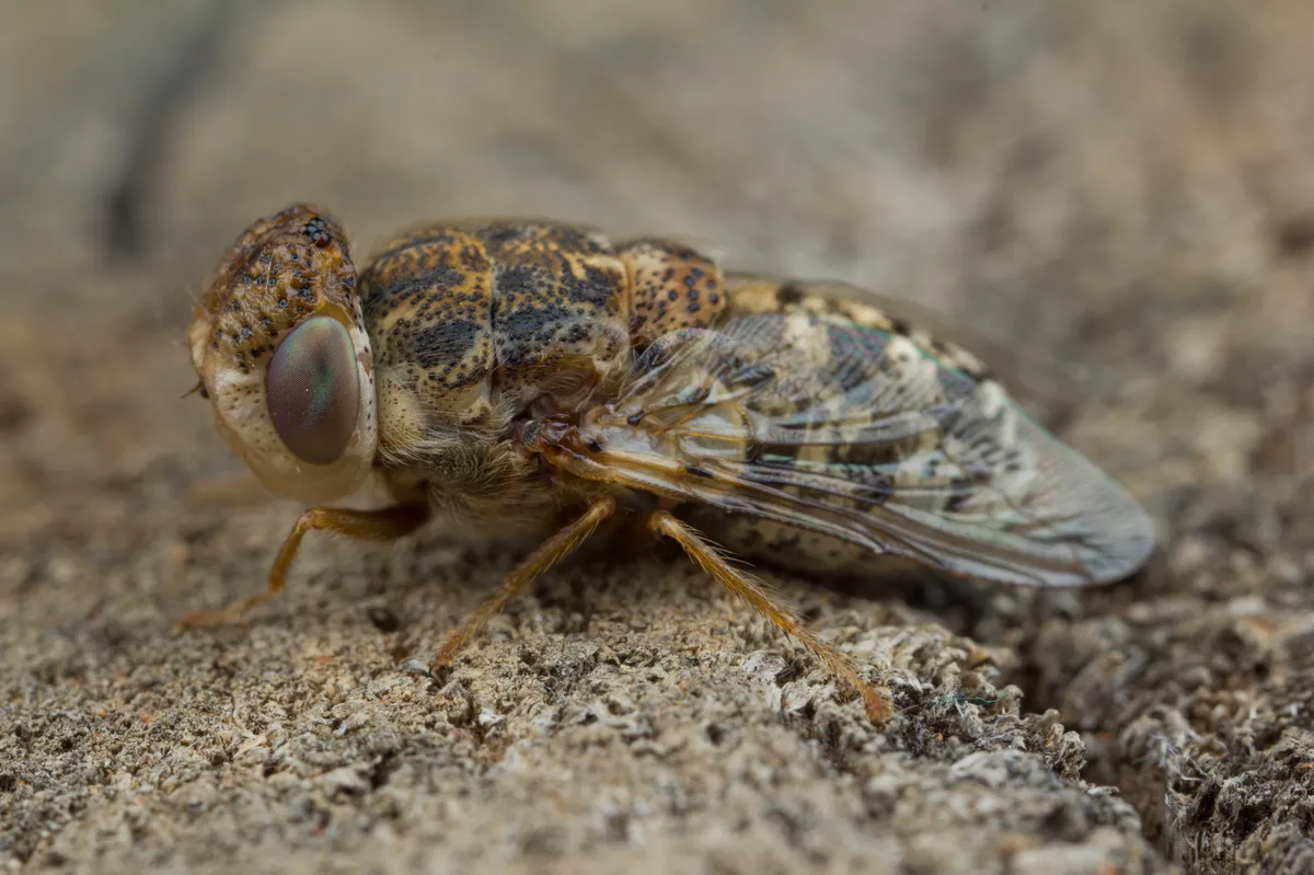 Sheep Nasal Bot Fly - photo 2