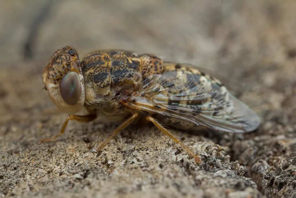 Sheep Nasal Bot Fly - photo 3