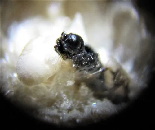 Oethecoctonus oecanthi