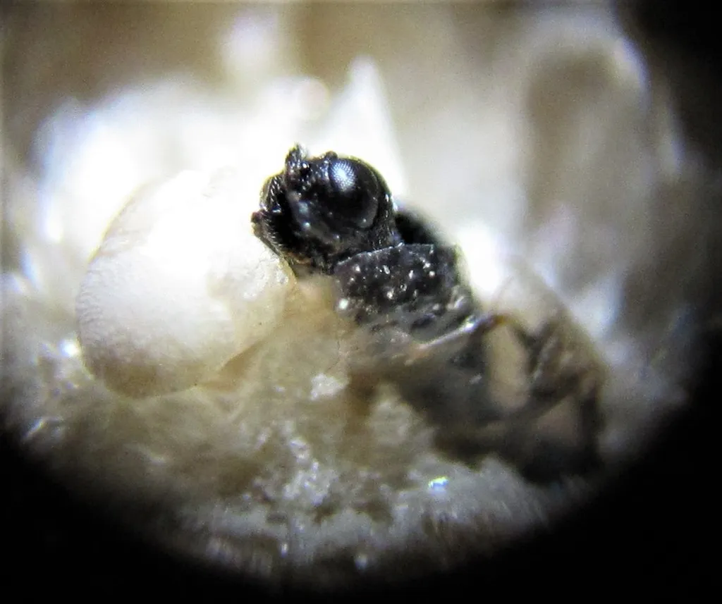 Oethecoctonus oecanthi - photo 3