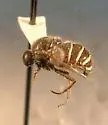 Ogcodes eugonatus