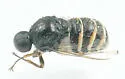 Ogcodes eugonatus - photo 2