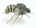 Ogcodes eugonatus - photo 3
