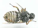 Ogcodes eugonatus - photo 4
