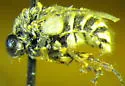 Ogcodes eugonatus - photo 5