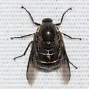 Ogcodes incultus - photo 3