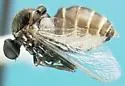 Ogcodes pallidipennis